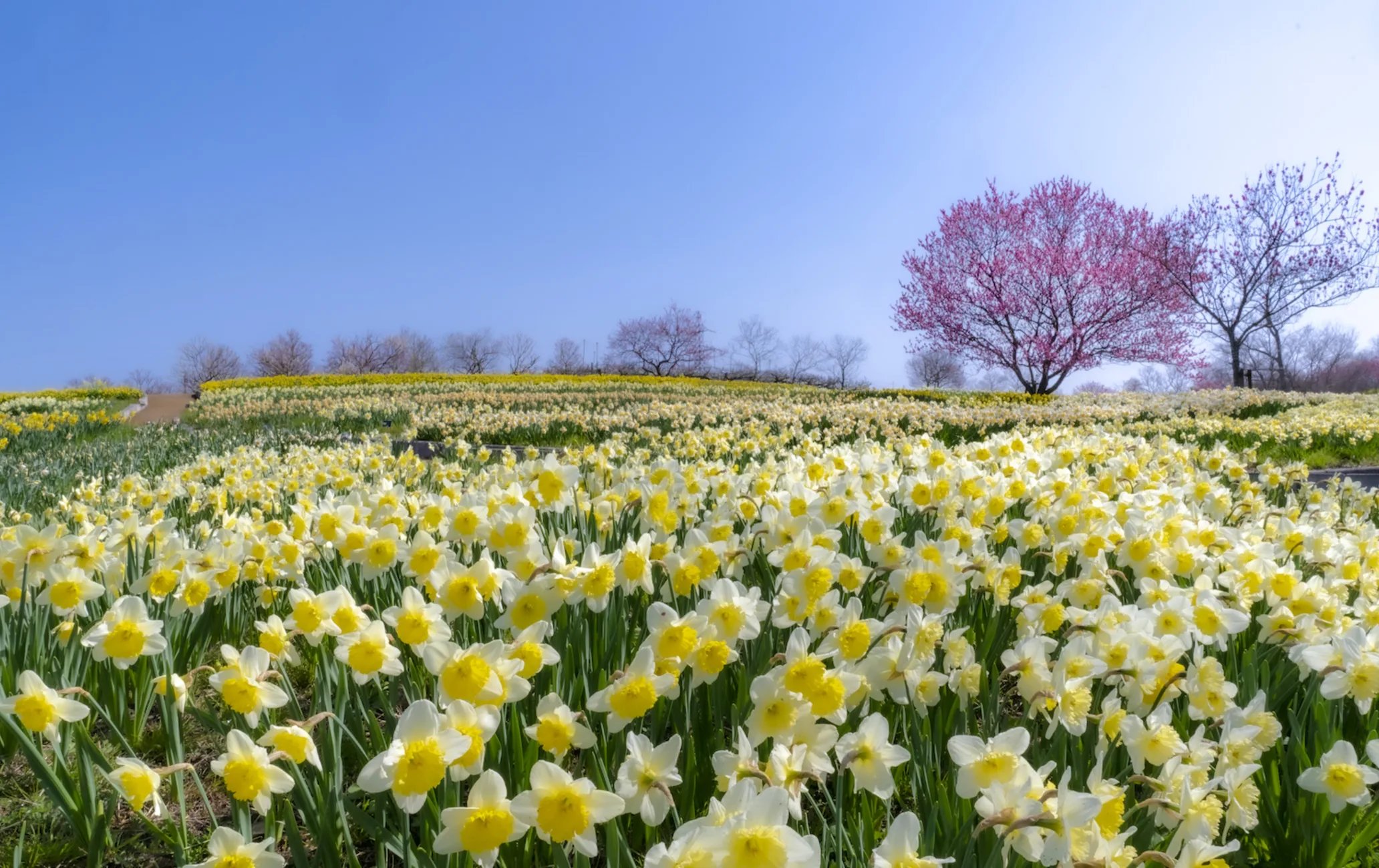 🌸 토나미 꿈의 평원 스키장 (토나미 유메노타이라 스키조) 이미지 10
